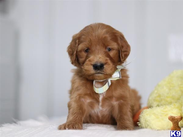 a irish setter puppy sitting on a bed