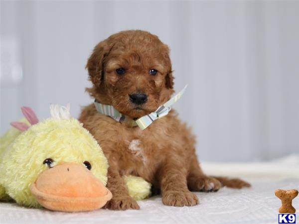a irish setter dog with a stuffed animal