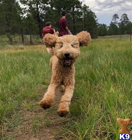 a goldendoodles dog running in a grassy field