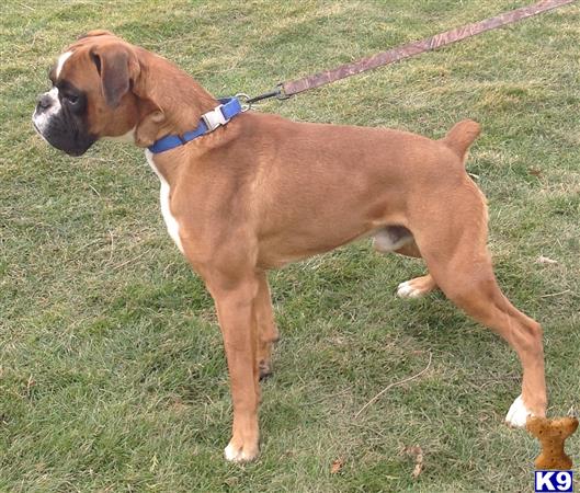 a boxer dog on a leash on grass