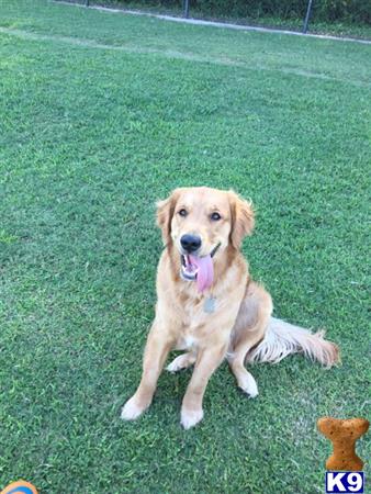 a golden retriever dog sitting on grass