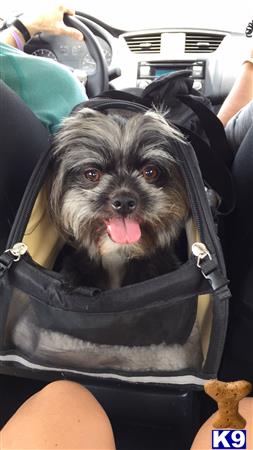 a shih tzu dog in a car seat