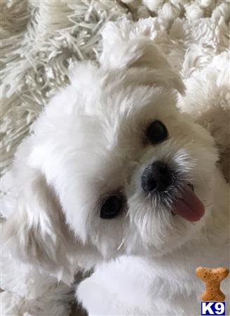 a maltese dog with its tongue out