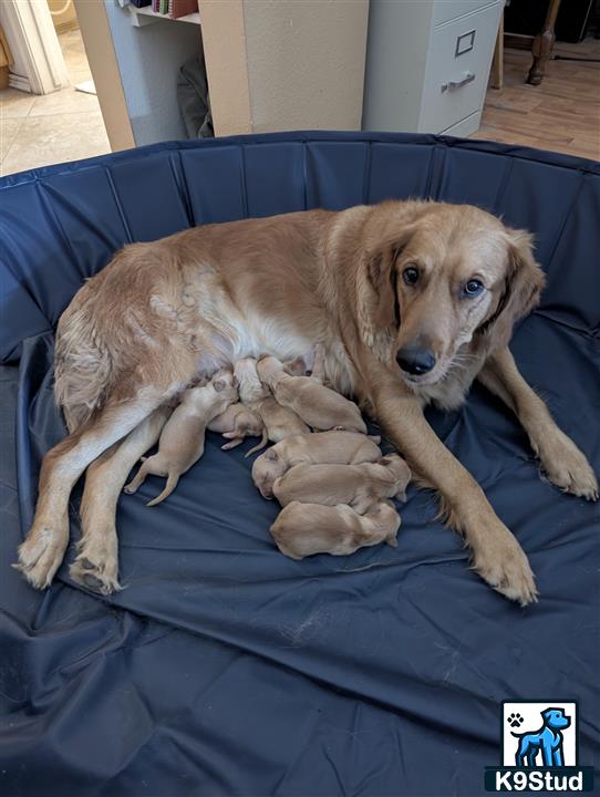 a golden retriever dog lying on a bed with a stuffed animal