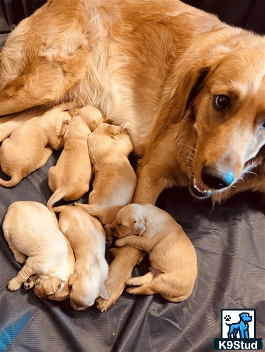 a golden retriever dog lying with golden retriever puppies