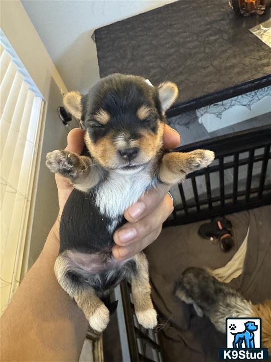 a person holding a raccoon