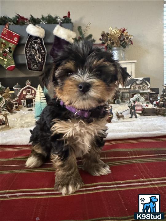 a yorkshire terrier dog sitting on a red surface