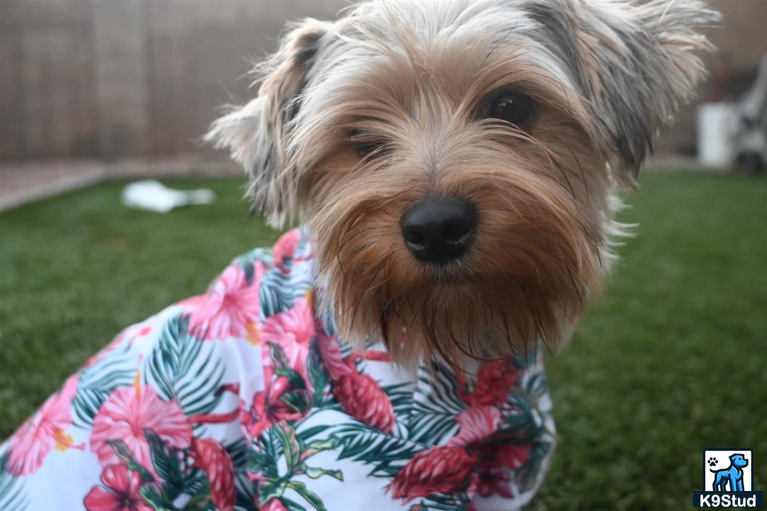 a yorkshire terrier dog wearing a dress