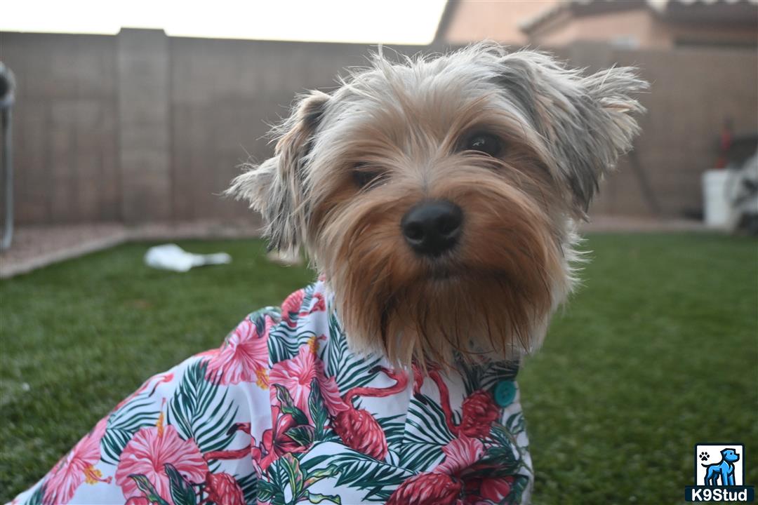 a yorkshire terrier dog wearing a dress