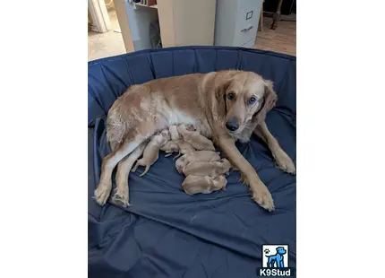 a golden retriever dog lying on a bed with a stuffed animal