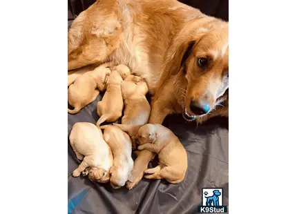 a golden retriever dog lying with golden retriever puppies