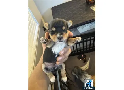 a person holding a raccoon