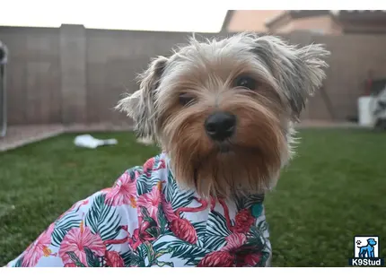 a yorkshire terrier dog wearing a dress