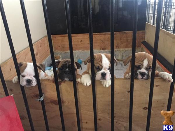a group of english bulldog dogs in a cage