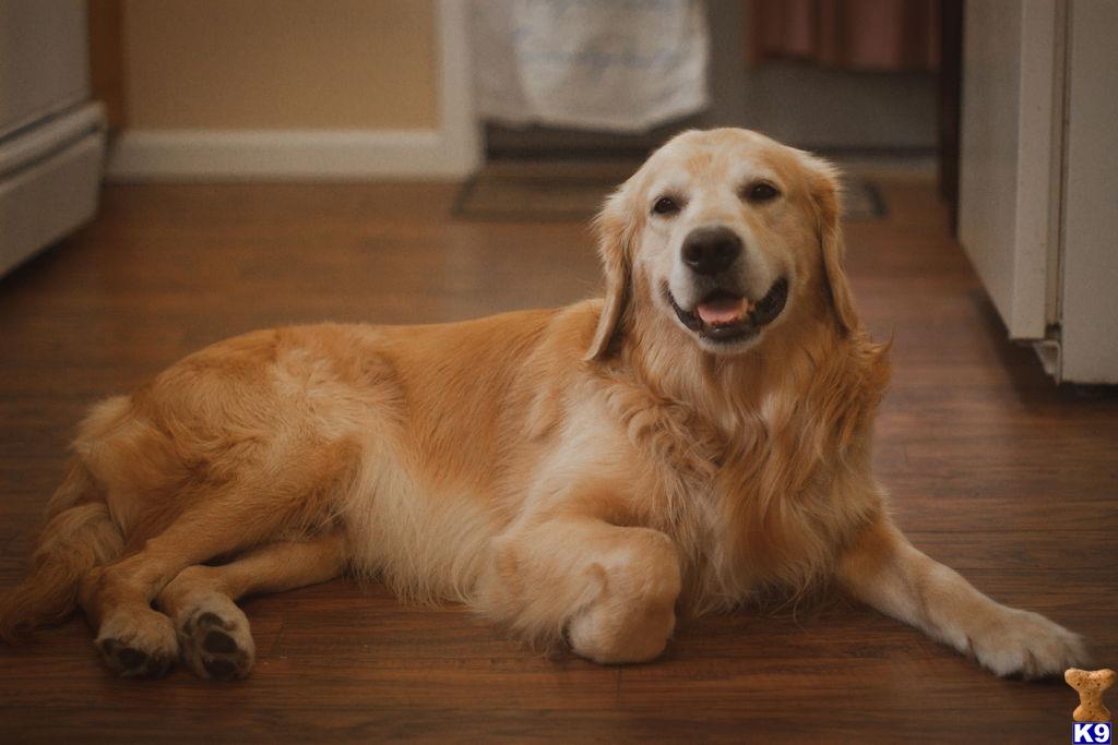 a golden retriever dog lying on the floor