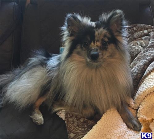 a pomeranian dog sitting on a couch