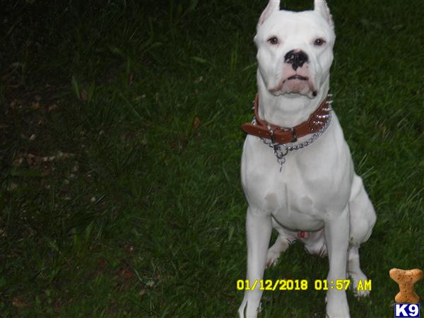 a white dogo argentino dog in a red collar