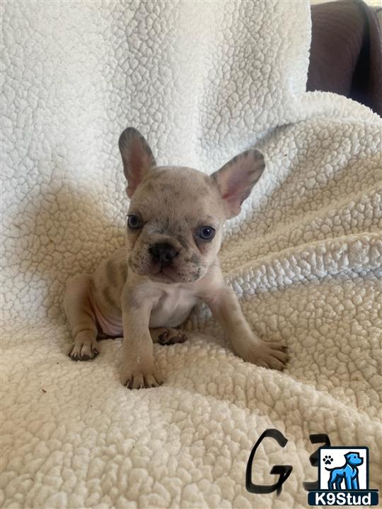 a small french bulldog dog sitting on a couch