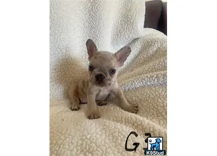 a small french bulldog dog sitting on a couch