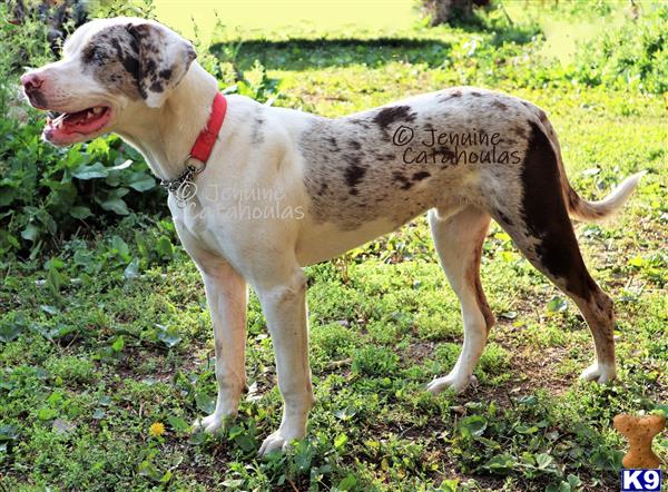 a catahoula dog standing on grass