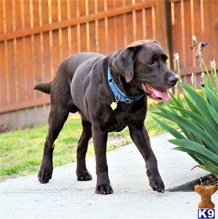 a labrador retriever dog standing on a sidewalk