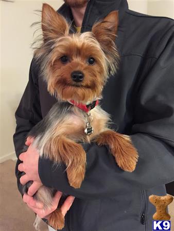 a person holding a yorkshire terrier dog