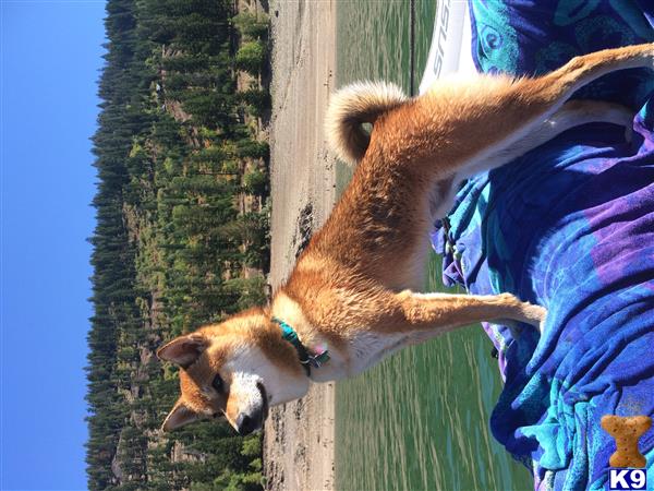 a shiba inu dog standing on a wooden post