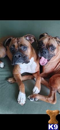 a group of boxer dogs