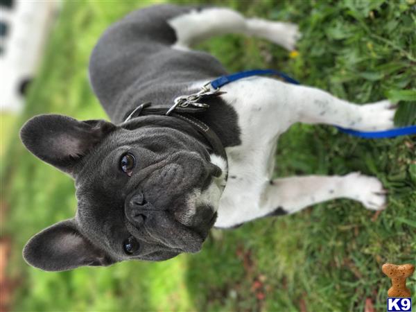 a french bulldog dog in the grass