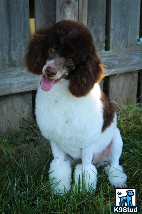 a poodle dog sitting on grass