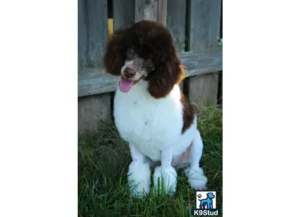 a poodle dog sitting on grass