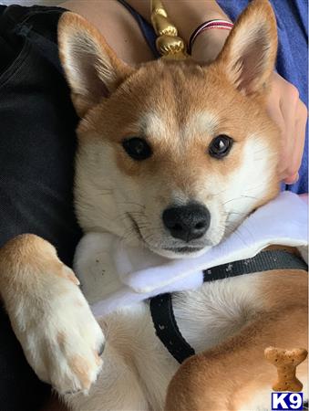 a shiba inu dog with a cigarette in its mouth