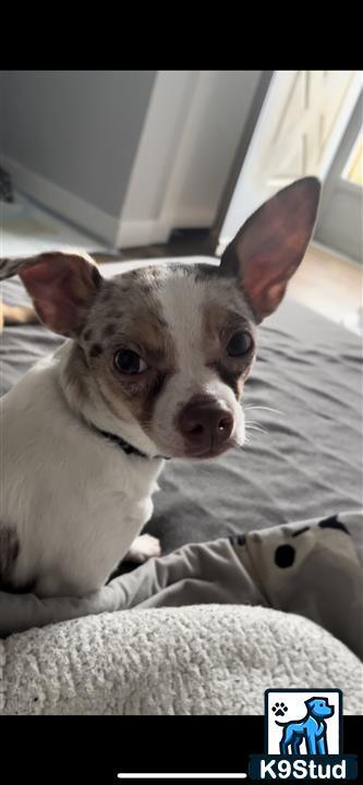 a chihuahua dog lying on a bed