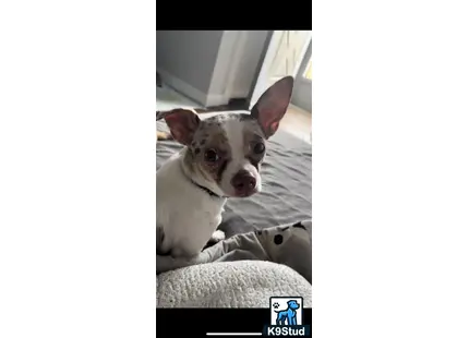 a chihuahua dog lying on a bed