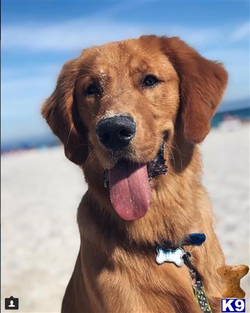 a golden retriever dog with its tongue out