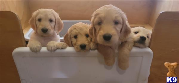 a group of goldendoodles puppies in a box
