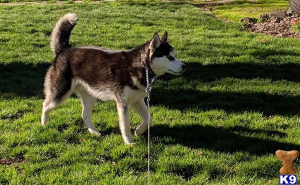 a siberian husky dog on a leash standing in the grass