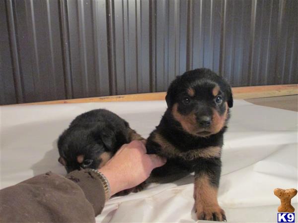 a person holding a rottweiler puppy
