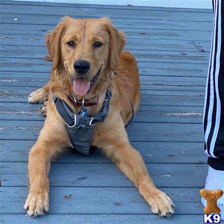 a golden retriever dog sitting on a wood deck