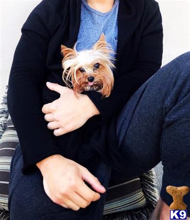 a person holding a yorkshire terrier dog