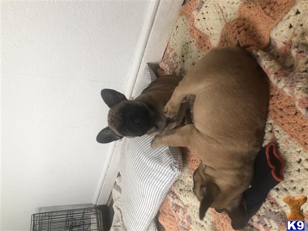 a french bulldog dog standing on a rug