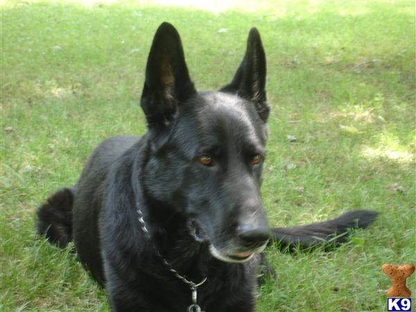 German Shepherd Stud Dog: Martins Baron von Lastat 19 Years old