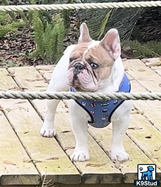 a french bulldog dog wearing a harness