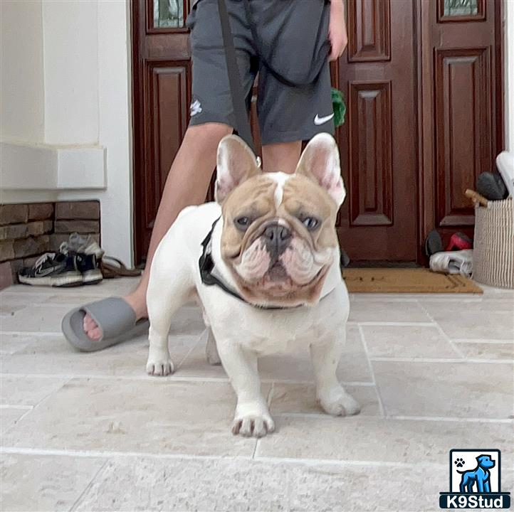 a french bulldog dog sitting on the ground