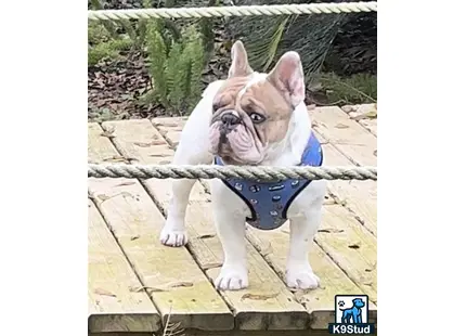 a french bulldog dog wearing a harness