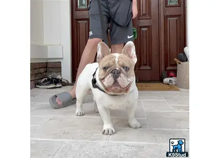 a french bulldog dog sitting on the ground