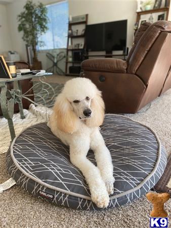 a poodle dog sitting on a poodle dog bed