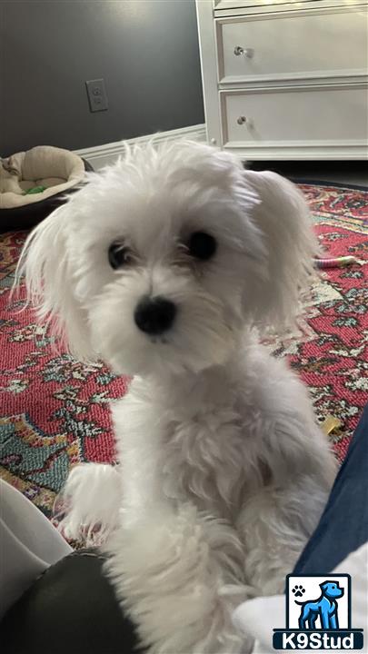 a white maltese dog on a red and white blanket