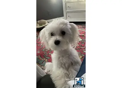 a white maltese dog on a red and white blanket