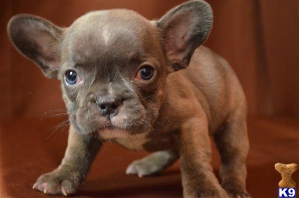 a small french bulldog puppy with blue eyes
